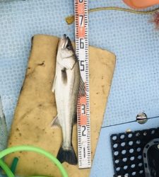 シーモンキー 釣果