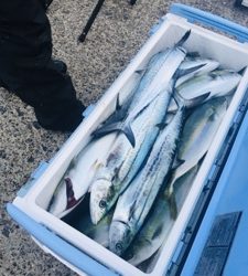 シーモンキー 釣果