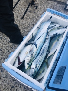 シーモンキー 釣果