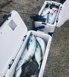 シーモンキー 釣果