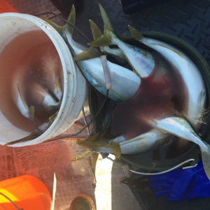 シーモンキー 釣果