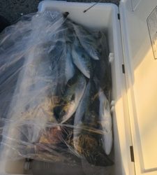 シーモンキー 釣果