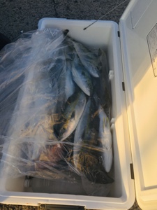 シーモンキー 釣果