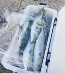 シーモンキー 釣果