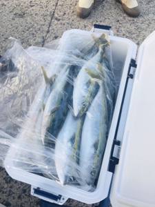 シーモンキー 釣果