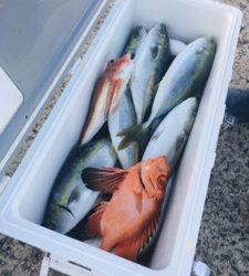 シーモンキー 釣果