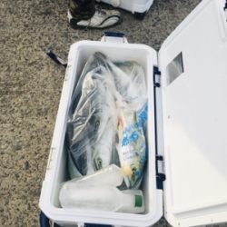 シーモンキー 釣果