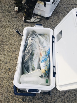 シーモンキー 釣果