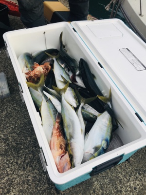 シーモンキー 釣果