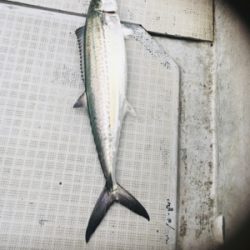 シーモンキー 釣果