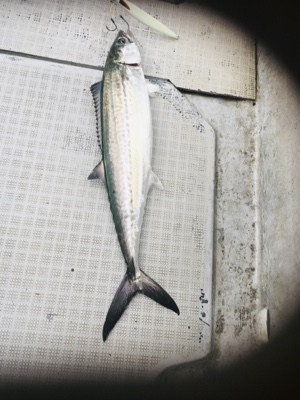 シーモンキー 釣果