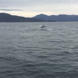 シーモンキー 釣果