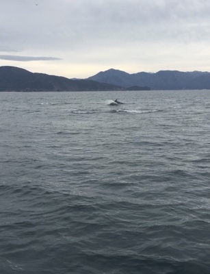 シーモンキー 釣果