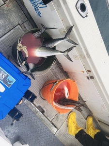 シーモンキー 釣果