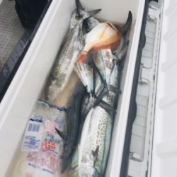 シーモンキー 釣果
