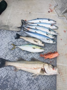 シーモンキー 釣果