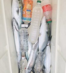 シーモンキー 釣果