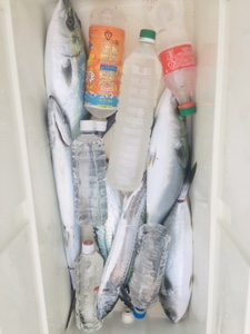 シーモンキー 釣果