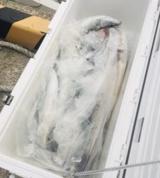 シーモンキー 釣果