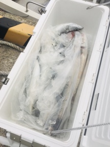 シーモンキー 釣果