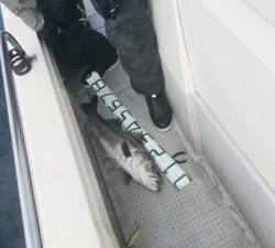 シーモンキー 釣果