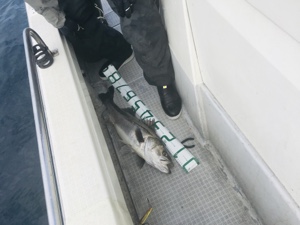 シーモンキー 釣果