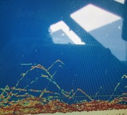 シーモンキー 釣果