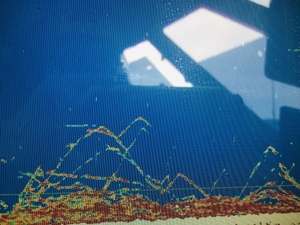 シーモンキー 釣果