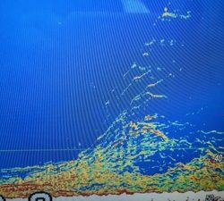 シーモンキー 釣果