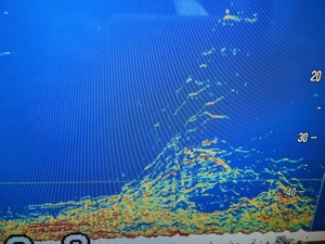 シーモンキー 釣果