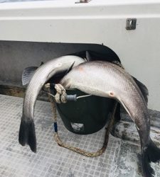 シーモンキー 釣果