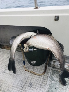 シーモンキー 釣果