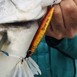 シーモンキー 釣果