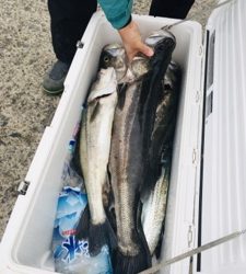 シーモンキー 釣果