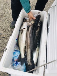 シーモンキー 釣果