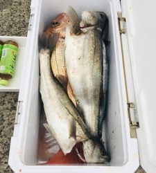 シーモンキー 釣果