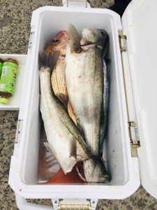 シーモンキー 釣果