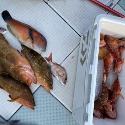 リトルワン 釣果