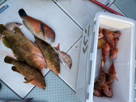 リトルワン 釣果