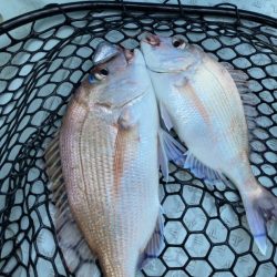 リトルワン 釣果