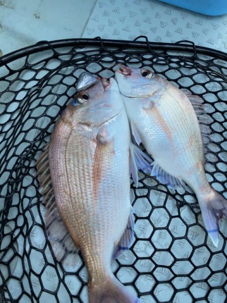 リトルワン 釣果