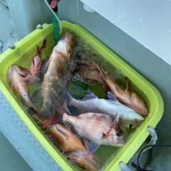 リトルワン 釣果