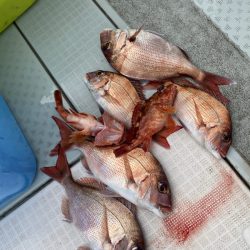 リトルワン 釣果