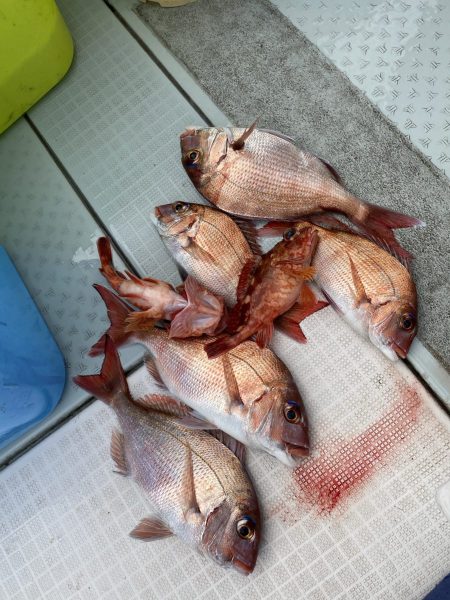 リトルワン 釣果