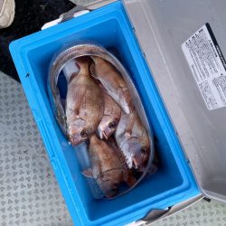 リトルワン 釣果