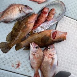 リトルワン 釣果