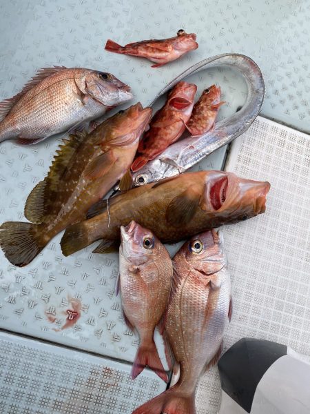 リトルワン 釣果