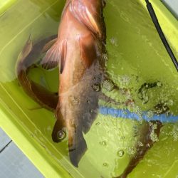 リトルワン 釣果