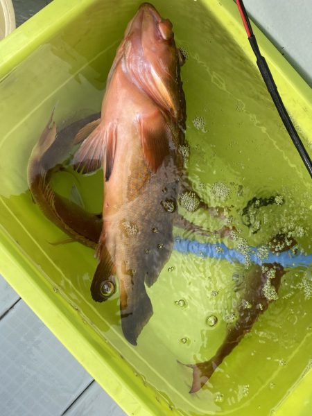 リトルワン 釣果