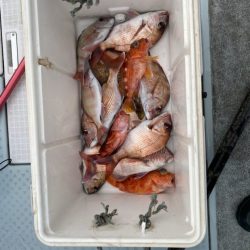 リトルワン 釣果